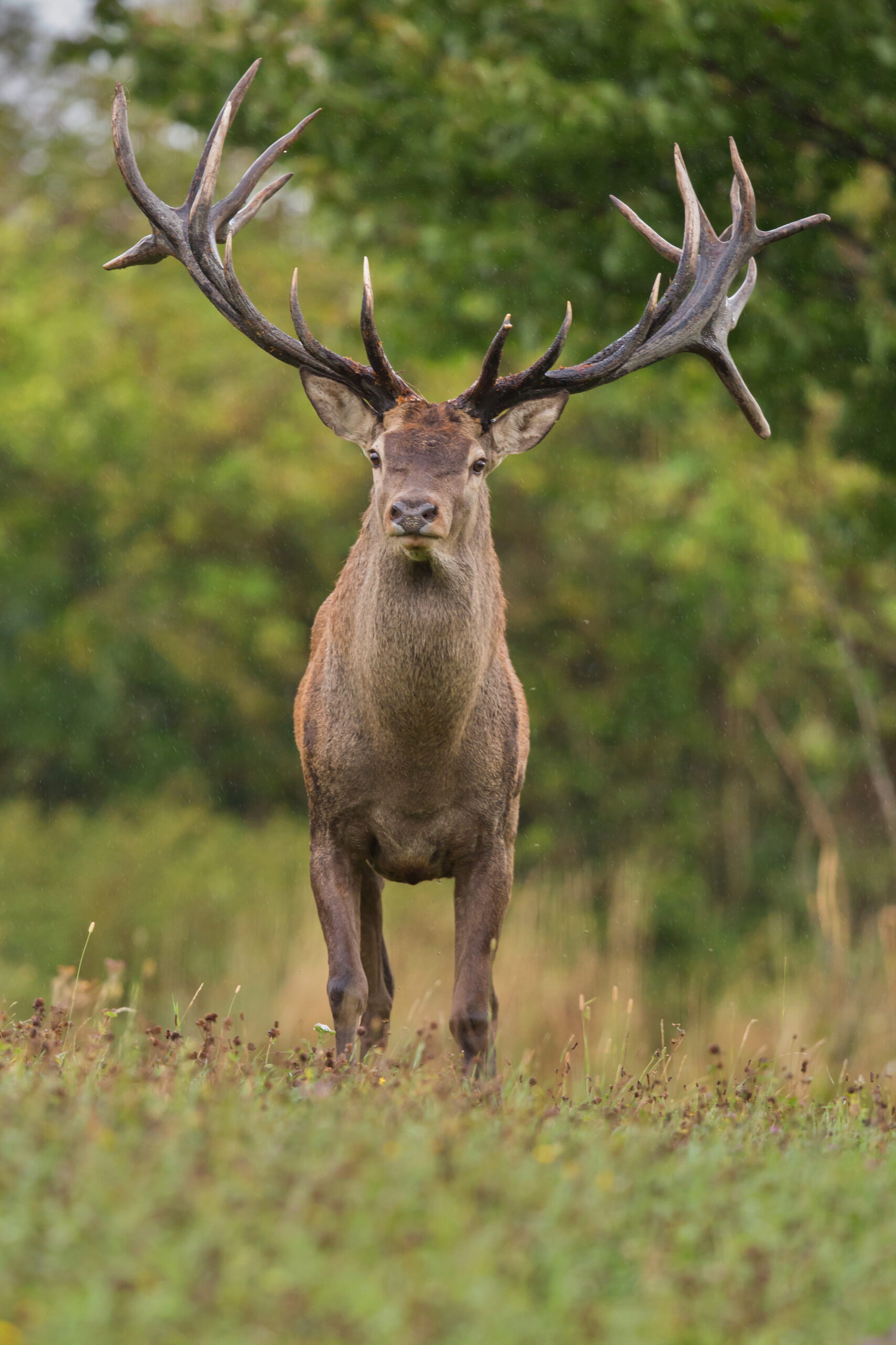 red-deer-nature-habitat-deer-rut